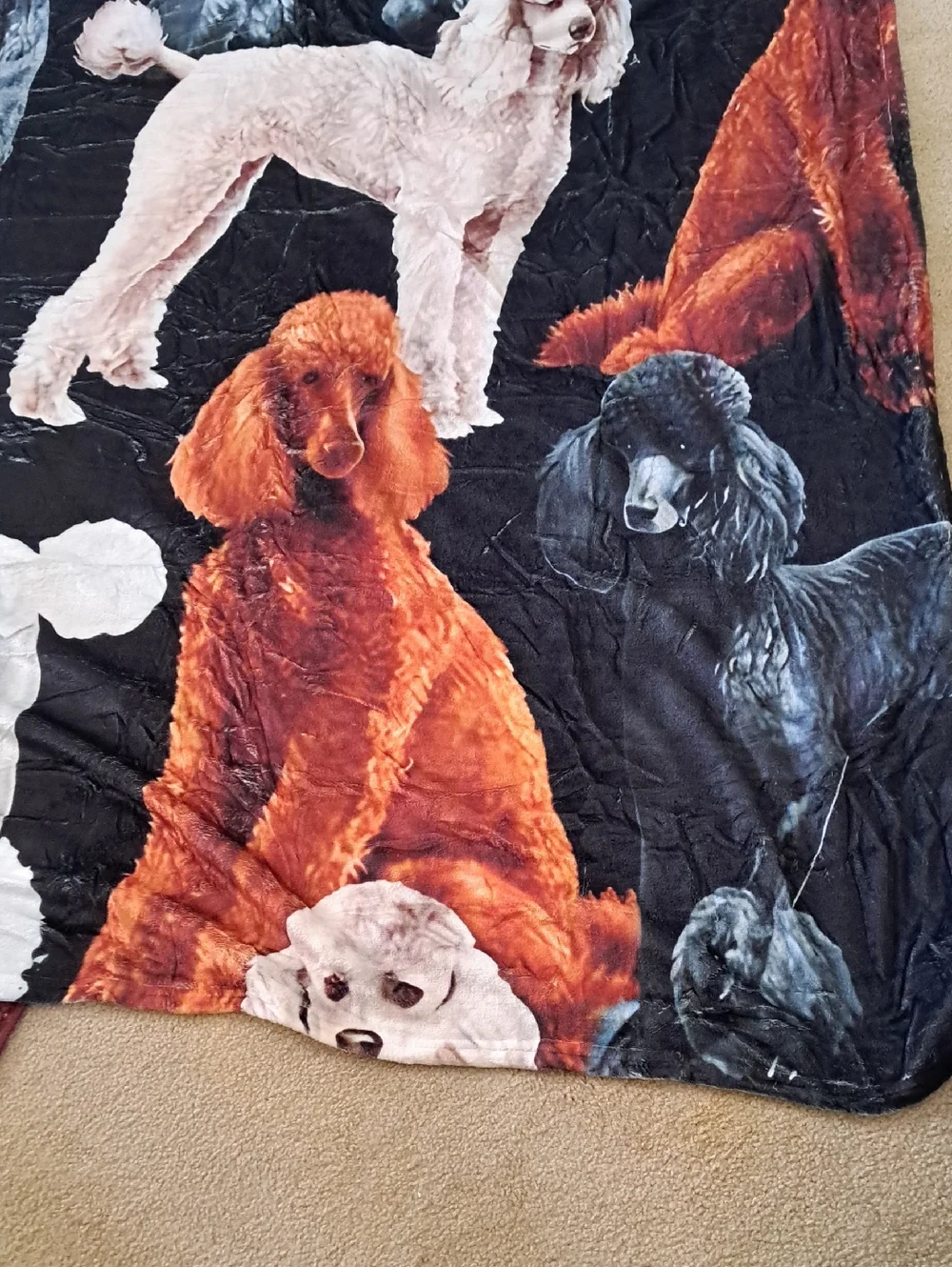 Plush Poodle Print Pet Blanket - Black, White, Orange 60 X 77